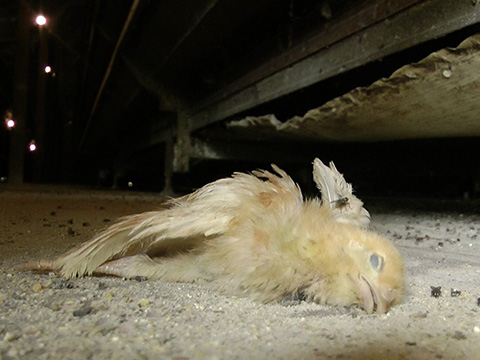 Battery Cage Photo 3 - Animal Cruelty